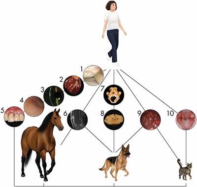 Cell Therapy in Veterinary Medicine as a Proof-of-Concept for Human Therapies: Perspectives From the North American Veterinary Regenerative Medicine Association